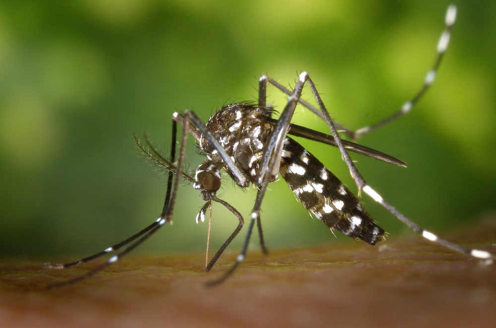 Asian tiger mosquito, Aedes albopictus, beginning its blood-meal